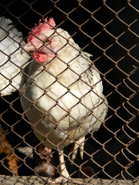 将有望在未 将有望在未